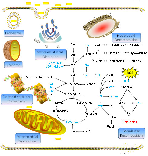 Schematic diagram of the biological effects of gold nanorods on cell metabolism